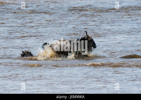 Nilkrokodil (Crocodylus niloticus) Angriff auf ein Gnu (Connochaetes tautinus), Masai Mara National Reserve, Kenia, Afrika Stockfoto