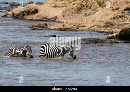 Grant's Zebras (Equus quagga boehmi), überqueren den Mara Fluss, Masai Mara National Reserve, Kenia, Afrika Stockfoto