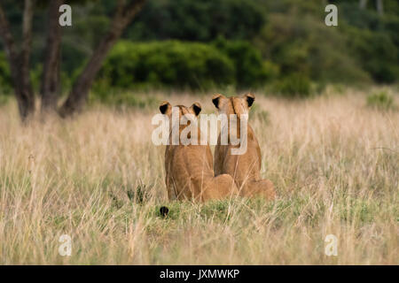 Zwei Löwinnen (Panthera leo), Ansicht von hinten, Masai Mara, Kenia, Afrika Stockfoto