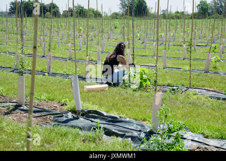 Junge weibliche Plantagenarbeiter tendenziell Gojibeeren Werk in Feld Stockfoto