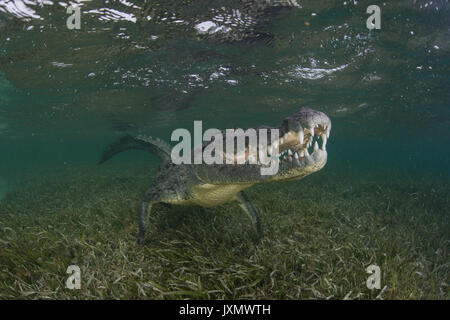 Krokodil am Meeresboden, Xcalak, Quintana Roo, Mexiko, Nordamerika Stockfoto