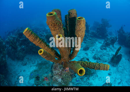 Schwämme auf Meeresboden, Xcalak, Quintana Roo, Mexiko, Nordamerika Stockfoto