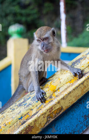 Komplexe macaque Affen in Batu Höhlen, einem Hindu Schrein in der Nähe von Kuala Lumpur, Malayisia Stockfoto