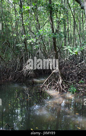 Mangrovenwald bei Ebbe mit Luftwurzeln, Sabah, Borneo, Malaysia Stockfoto