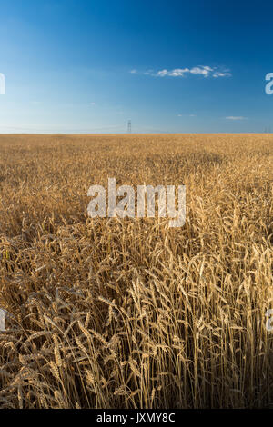 Landwirtschaft, Freiheit, Natur Konzept. wunderbar malerischen Panorama der gold Bereich der Ohren und fast wolkenlosen blauen Himmel unter immens. Und in der Ferne gibt es Leitungen Stockfoto