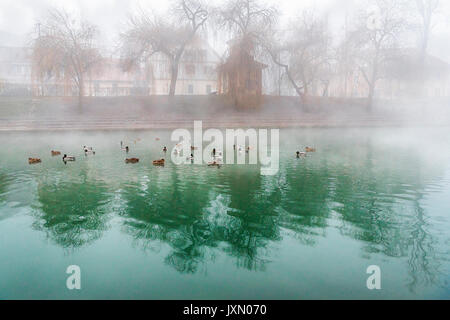 Eine Gruppe von wilden Enten sitzen auf dem Fluss Ljubljanica, dass die Hauptstadt Sloweniens, Ljubljana Kreuze und hat eine erstaunliche grüne Farbe. Stockfoto