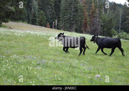 Kühe grasen und Roaming in den Bergen der Sierra Nevada Stockfoto