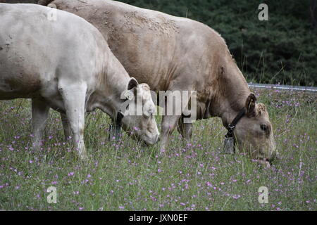 Kühe grasen und Roaming in den Bergen der Sierra Nevada Stockfoto