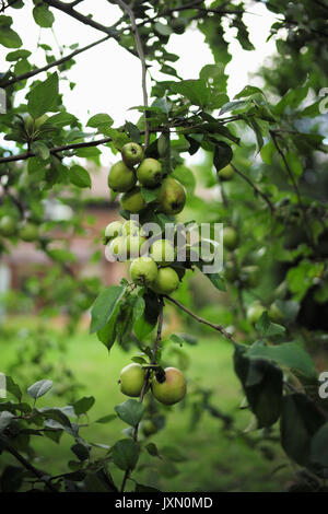 Kochen apple tree in Home Garten mit vielen Äpfeln auf Zweigniederlassungen Stockfoto
