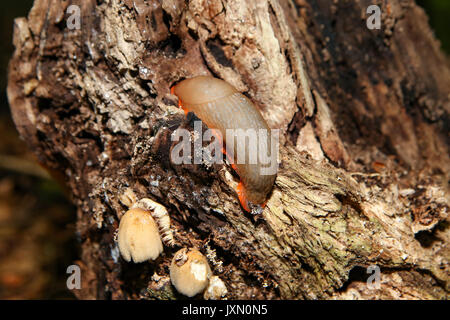 Eine rote Slug auf Totholz an Booker Waldland in High Wycombe, England am 16. August 2017. Foto von Andy Rowland. Stockfoto