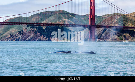 Seltene Sichtung von Mutter Buckelwale, Megaptera novaeangliae, Schwimmen mit Babys in der Bucht von San Francisco mit der Golden Gate Bridge im Hintergrund Stockfoto