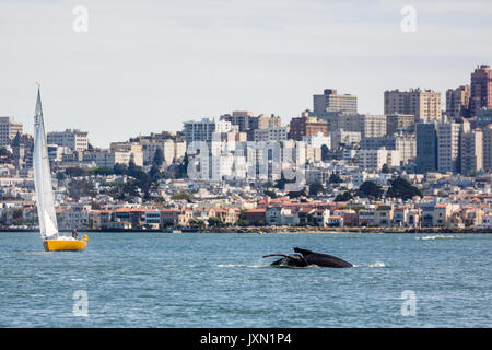 Seltene Sichtung von baby Buckelwale, Megaptera novaeangliae, Schwimmen mit Mutter in der San Francisco Bay mit Sicht auf die City Skyline im Hintergrund Stockfoto