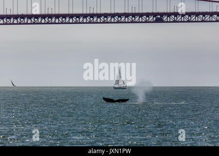 Seltene Sichtung von Wasserspeienden Buckelwale, Megaptera novaeangliae, Schwimmen in der Bucht von San Francisco mit der Golden Gate Bridge im Hintergrund Stockfoto