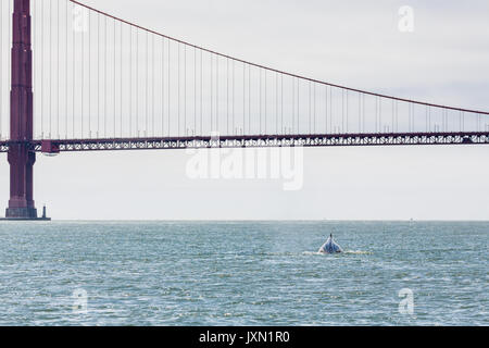 Seltene Sichtung von Mutter Buckelwale, Megaptera novaeangliae, Schwimmen in der Bucht von San Francisco mit der Golden Gate Bridge im Hintergrund Stockfoto