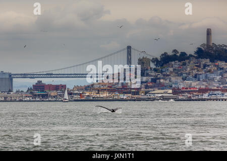 Seltene Sichtung von Fluke von Mutter Buckelwale, Megaptera novaeangliae, Schwimmen in der Bucht von San Francisco mit der Golden Gate Bridge im Hintergrund Stockfoto