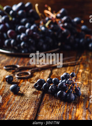 Kleine blaue Reben Trauben mit rostigen Schere und Trauben für den Hintergrund. Stockfoto