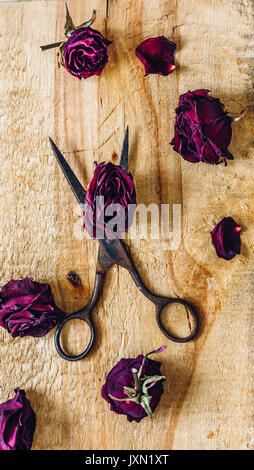 Rostige Schere mit trockenen Rosenblütenblätter und paar Blütenblätter auf Holz- Oberfläche. Vertikale Ausrichtung. Stockfoto