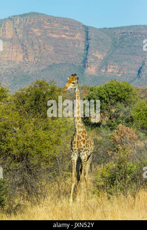 Giraffe im dichten Busch in der Wildnis Stockfoto