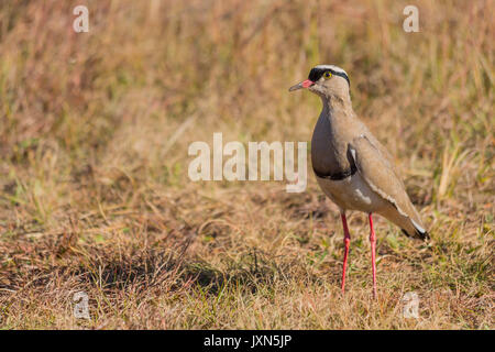 Gekrönt plover Portrait in der Natur Stockfoto