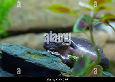 Lila Frosch sitzt auf einem Felsen Stockfoto