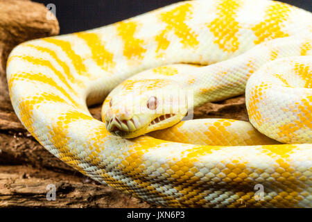 Gelb-weiß gestreifte Darwin Albino Teppichpython aufgewickelt auf Tree root. Medium close up Stockfoto