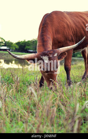 Longhorn Kuh auf ländlichen Ranch, mit szenischen Weide Landschaft im Hintergrund. Authentische happy farm animal. Stockfoto