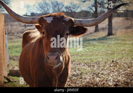 Longhorn Kuh auf ländlichen Ranch, mit szenischen Weide Landschaft im Hintergrund. Authentische happy farm animal. Stockfoto