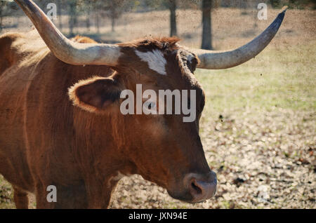 Longhorn Kuh auf ländlichen Ranch, mit szenischen Weide Landschaft im Hintergrund. Authentische happy farm animal. Stockfoto