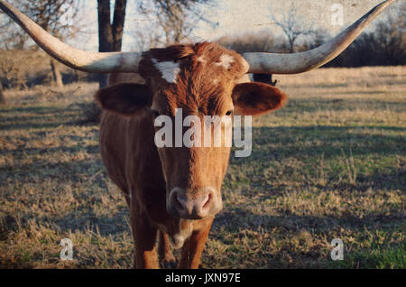 Longhorn Kuh auf ländlichen Ranch, mit szenischen Weide Landschaft im Hintergrund. Authentische happy farm animal. Stockfoto