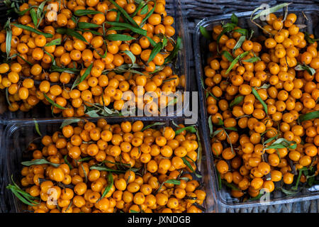 Sanddorn, Hippophae Rhamnoides Beeren orange Früchte Stockfoto