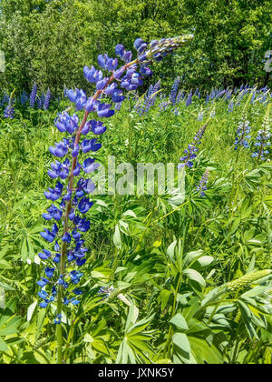 Ein Feld der blühenden Sonnenuhr Lupin Blumen in einem Feld in Lissabon, New Hampshire, USA. Stockfoto