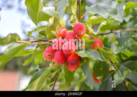 Kleine Äpfel Früchte auf die Äste von Apfelbäumen in Kanada Stockfoto