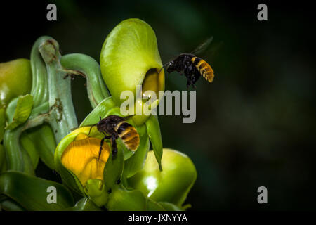 Grüne catasetum viridiflavum Orchidee mit großen Hummeln nähert sich im Flug und Fütterung von den Blumen Stockfoto