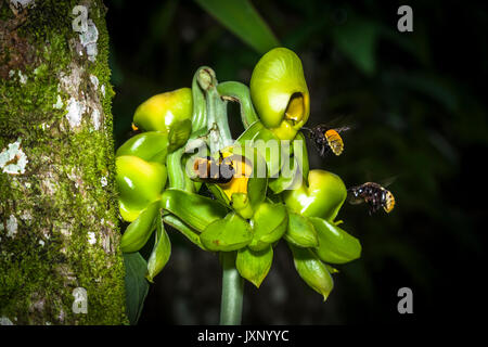 Grüne catasetum viridiflavum Orchidee mit großen Hummeln nähert sich im Flug und Fütterung von den Blumen Stockfoto