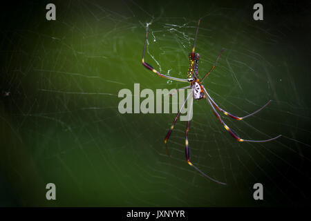 Golden orb Weaver Spinne im Netz warten auf Beute Bild mit dunkelgrünem Hintergrund Stockfoto