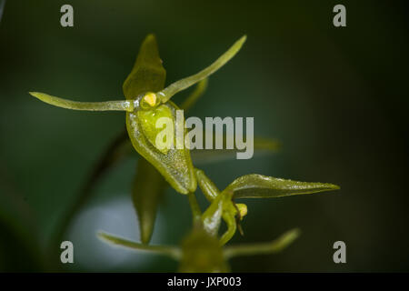 Kleine grüne Orchidee Stockfoto