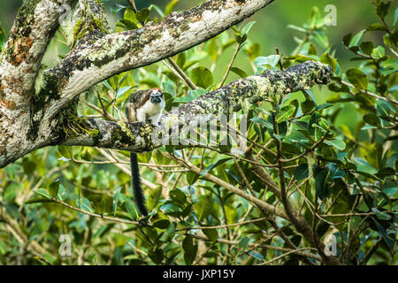 Geoffroy's Tamarin (Saguinus geoffroyi), auch Panama, red-Crested oder rufous-naped Tamarin, ist ein kleiner Affe in Panama und Kolumbien gefunden Stockfoto