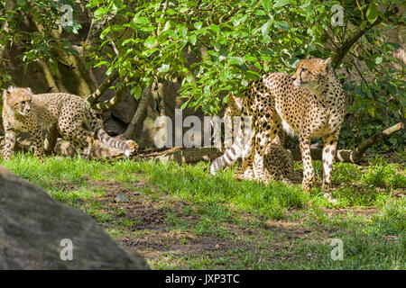 Gruppe von Geparden (Acinonyx jubatus), Familie mit Mutter Gepardin mit Jungen Model Release: Nein Property Release: Nein. Stockfoto