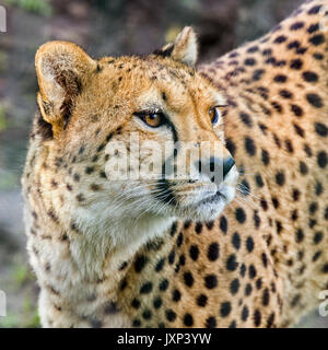 Close up Kopfschuss Portrait von Geparden (Acinonyx jubatus) im schönen dappled Licht im Freien Model Release: Nein Property Release: Nein. Stockfoto