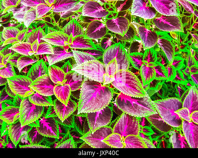 Nahaufnahme von coleus Blätter Stockfoto