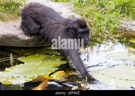 Celebes Crested Makaken (Macaca nigra) aka der Crested schwarzen Makaken, Sulawesi Crested Macaque oder den schwarzen Affen Model Release: Nein Property Release: Nein. Stockfoto