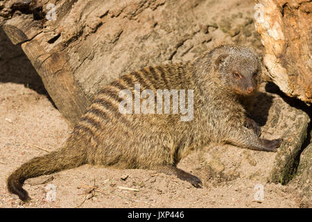 Banded mongoose (Mungos mungo) Model Release: Nein Property Release: Nein. Stockfoto