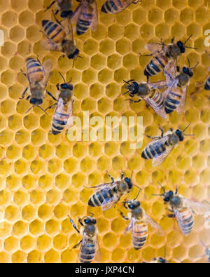 Westliche Honigbiene aka der Europäischen Honigbiene (Apis mellifera) Model Release: Nein Property Release: Nein. Stockfoto