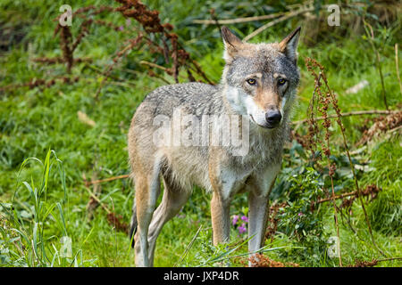 Eurasischen Wolf (Canis lupus Lupus), auch bekannt als gemeinsame Wolf oder mittleren russischen Wald Wolf, eine Unterart der graue Wolf Model Release: Nein Property Release: Nein. Stockfoto