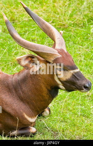 Ost- oder Berg bongo (Tragelaphus eurycerus bezeichnet isaaci) ein kritisch gefährdeten Arten der Afrikanischen Wald Antilope Model Release: Nein Property Release: Nein. Stockfoto