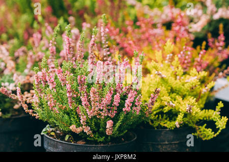 Bush von Calluna Anlage mit rosa Blumen im Topf in Blumenladen Markt. Stockfoto