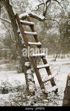 Eine Holzleiter auf einen Olivenbaum mit Schnee in Umbrien (Italien). Hochformat. Stockfoto