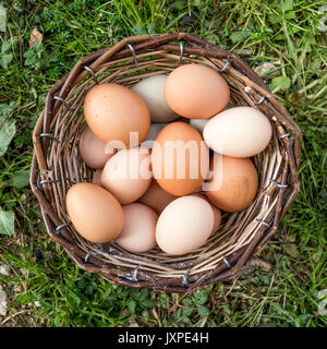 Korb voller Eier auf dem Gras. Ansicht von oben. Quadratisches Format. Stockfoto