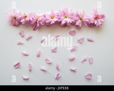 Rosa Blumen in einer Linie mit Blüten simulieren Regen auf einem weißen Tisch angeordnet. Ansicht von oben. Querformat.
