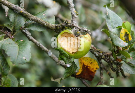 Faule Holzapfel (Malus sylvestris) in High Wycombe, England am 16. August 2017. Foto von Andy Rowland. Stockfoto